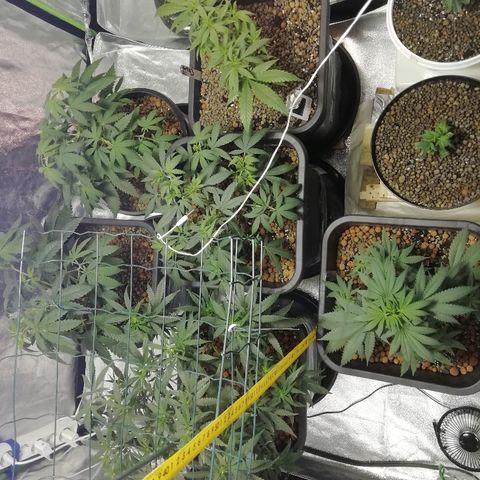 Gorilla#3 growlog timeline photo