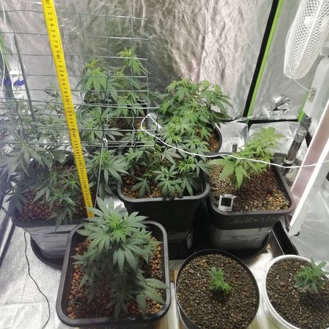 Gorilla#3 growlog timeline photo