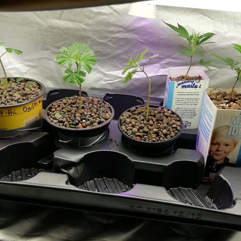 Gorilla#3 growlog photo: Siinä kuvaa Og/ml:n pistoista kasvaneista taimista ja gorillasta defolition jälkeen. 