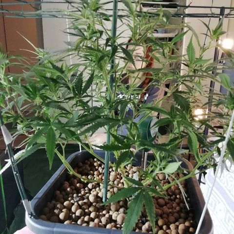 Gorilla#3 growlog photo: Siinä kuvaa Og/ml:n pistoista kasvaneista taimista ja gorillasta defolition jälkeen. 