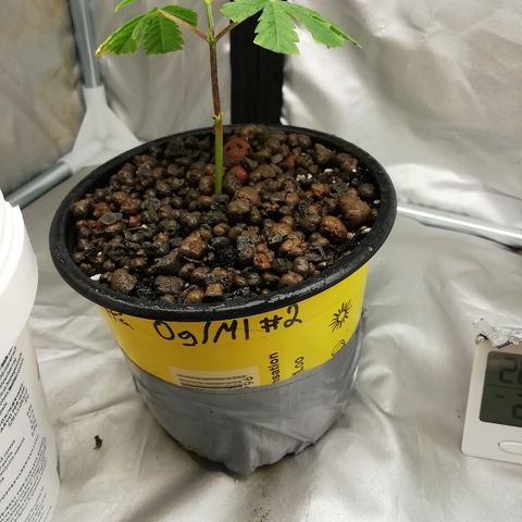 Gorilla#3 growlog photo: Siinä kuvaa Og/ml:n pistoista kasvaneista taimista ja gorillasta defolition jälkeen. 