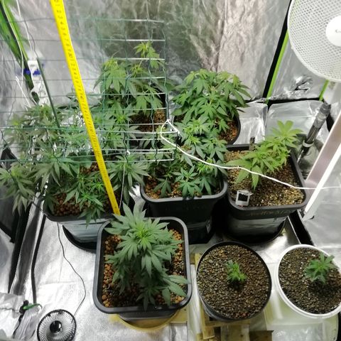 Gorilla#3 growlog photo: Siinä kuvaa Og/ml:n pistoista kasvaneista taimista ja gorillasta defolition jälkeen. 