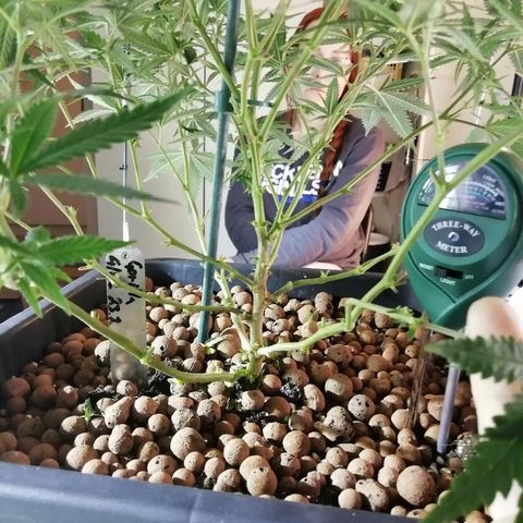 Gorilla#3 growlog photo: Siinä kuvaa Og/ml:n pistoista kasvaneista taimista ja gorillasta defolition jälkeen. 