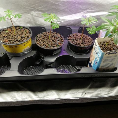 Gorilla#3 growlog timeline photo