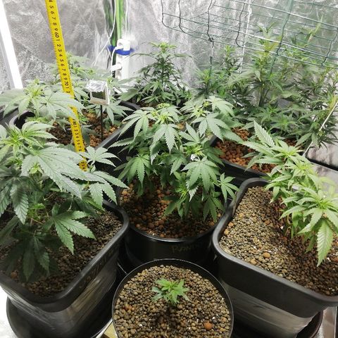 Gorilla#3 growlog timeline photo
