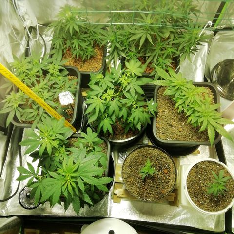 Gorilla#3 growlog timeline photo