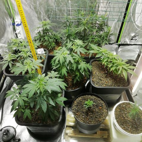 Gorilla#3 growlog timeline photo