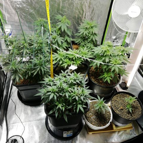 Gorilla#3 growlog timeline photo
