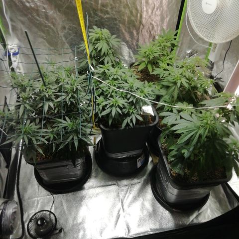 Gorilla#3 growlog timeline photo