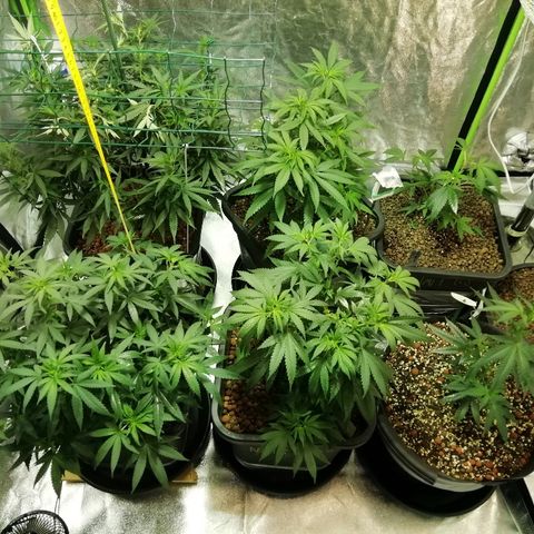 Gorilla#3 growlog photo: Uutta kuvaa teltasta 