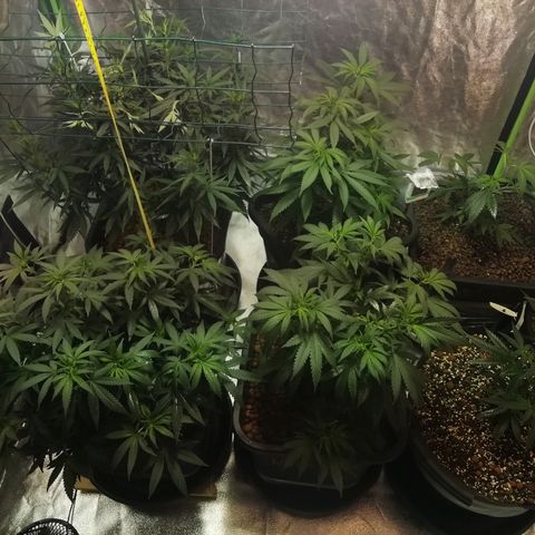 Gorilla#3 growlog photo: Uutta kuvaa teltasta 