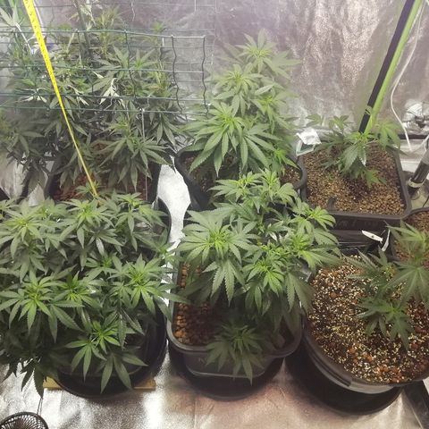 Gorilla#3 growlog photo: Uutta kuvaa teltasta 