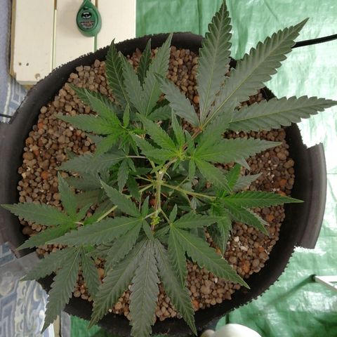Gorilla#3 growlog timeline photo