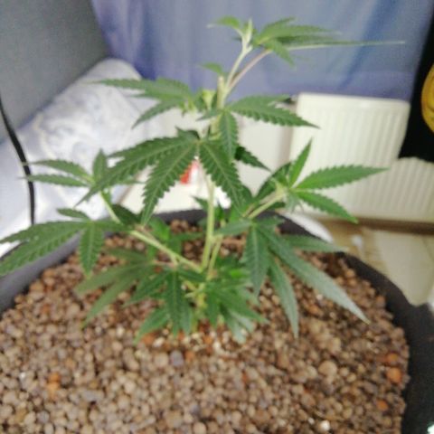 Gorilla#3 growlog timeline photo