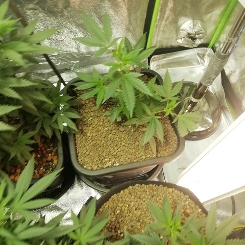 Gorilla#3 growlog photo: Uutta kuvaa 