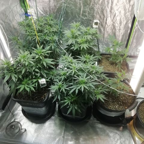 Gorilla#3 growlog photo: Uutta kuvaa 