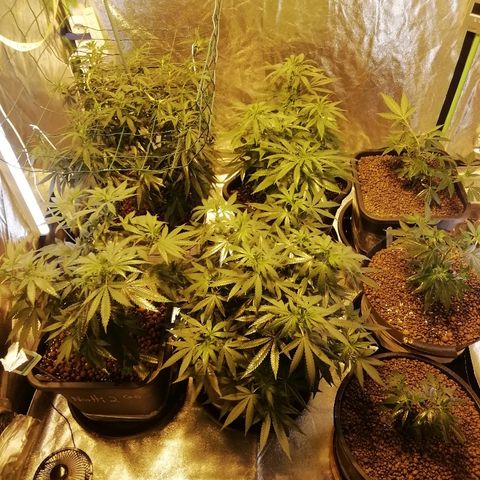 Gorilla#3 growlog photo: Uutta kuvaa valojakson vaihdon jälkeen, ja monimetalli vaihdettu natikkaan. 