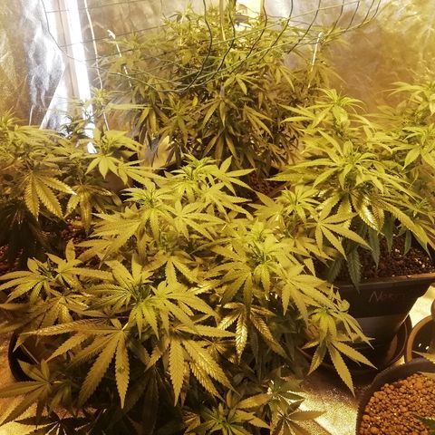 Gorilla#3 growlog photo: Uutta kuvaa valojakson vaihdon jälkeen, ja monimetalli vaihdettu natikkaan. 