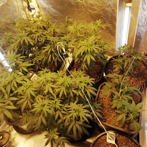 Gorilla#3 growlog photo: Uutta kuvaa valojakson vaihdon jälkeen, ja monimetalli vaihdettu natikkaan. 