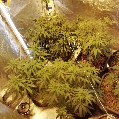 Gorilla#3 growlog photo: Uutta kuvaa valojakson vaihdon jälkeen, ja monimetalli vaihdettu natikkaan. 