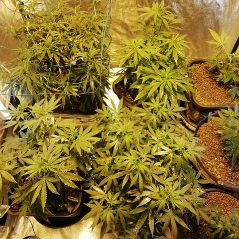 Gorilla#3 growlog photo: Uutta kuvaa valojakson vaihdon jälkeen, ja monimetalli vaihdettu natikkaan. 