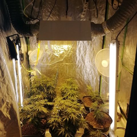 Gorilla#3 growlog photo: Uutta kuvaa valojakson vaihdon jälkeen, ja monimetalli vaihdettu natikkaan. 