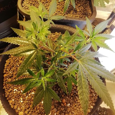 Gorilla#3 growlog photo: Fotoo G 3sta