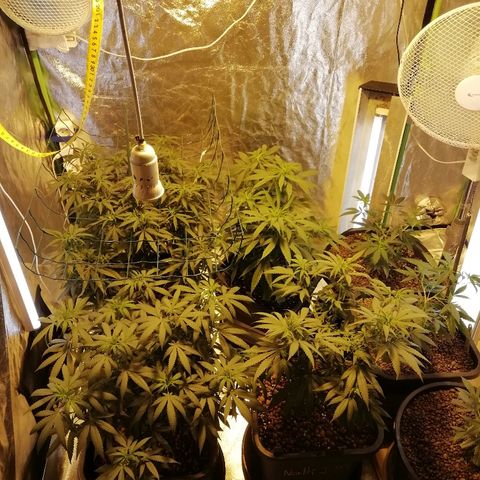Gorilla#3 growlog timeline photo
