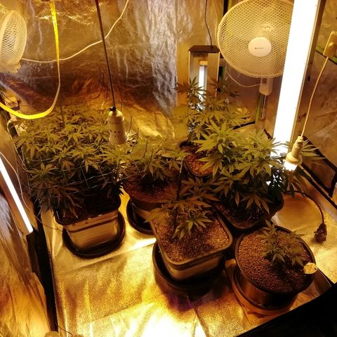 Gorilla#3 growlog timeline photo