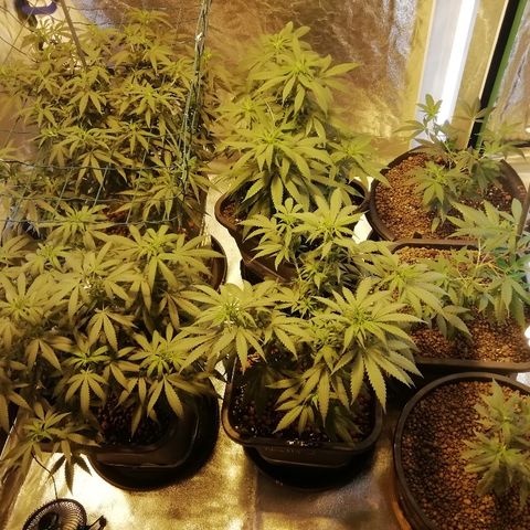 Gorilla#3 growlog timeline photo