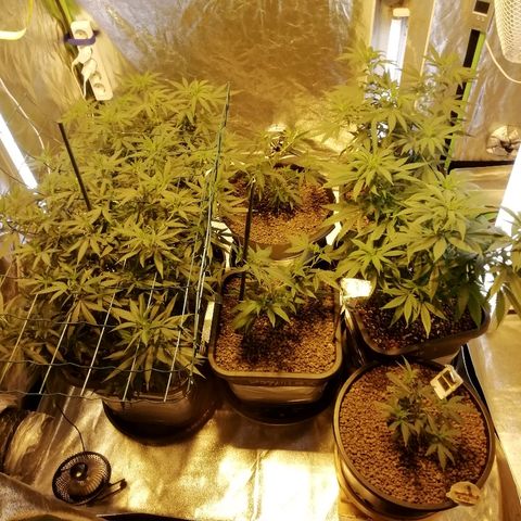 Gorilla#3 growlog timeline photo