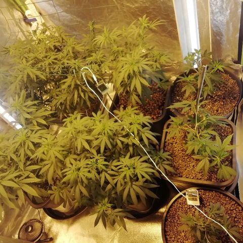Gorilla#3 growlog timeline photo