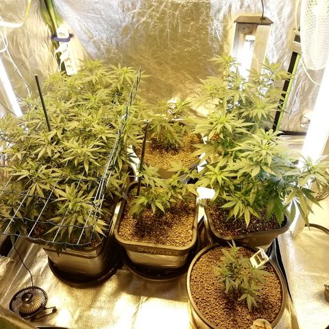Gorilla#3 growlog timeline photo