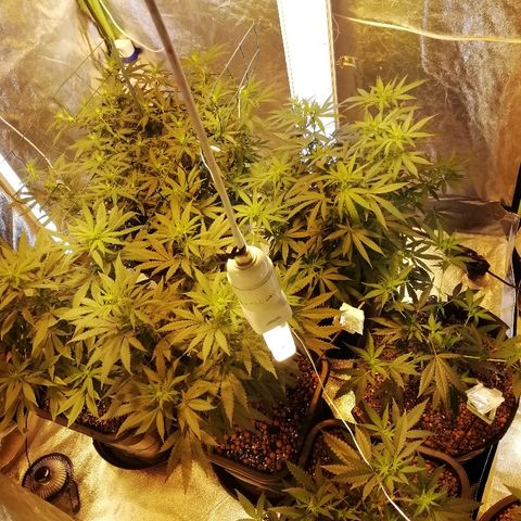 Gorilla#3 growlog timeline photo
