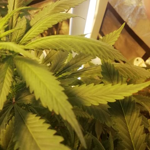 Gorilla#3 growlog photo: Nortit 1 & 3 ruvennut käpristää lehtiä alaspäin kuprulle. Syy ei vielä täysin varma mutta epäilen ilmankosteus liian alhaalla, tai tuuletin puhaltanut suoraan puskiin. 
