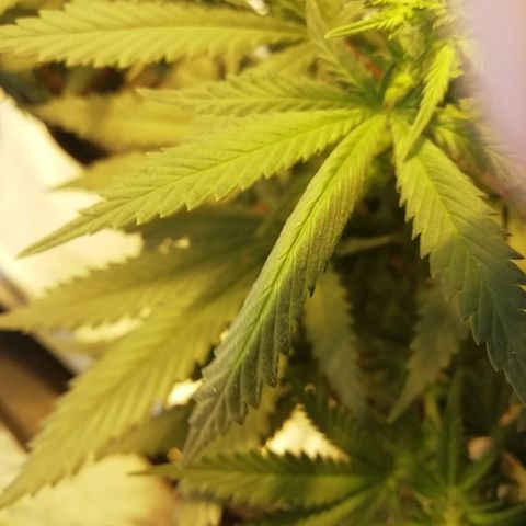 Gorilla#3 growlog photo: Nortit 1 & 3 ruvennut käpristää lehtiä alaspäin kuprulle. Syy ei vielä täysin varma mutta epäilen ilmankosteus liian alhaalla, tai tuuletin puhaltanut suoraan puskiin. 