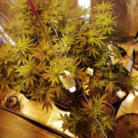 Gorilla#3 growlog photo: Kuvaa 2lta vkolta gg, ja pari kuvaa alaspäin kupruilevista lehdistä mitkä luultavasti johtui fosforivajareista. 