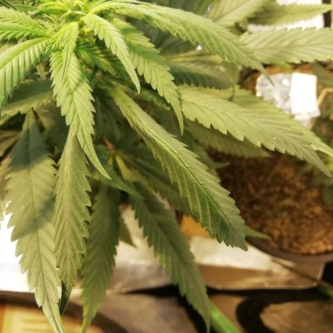 Gorilla#3 growlog photo: Kuvaa 2lta vkolta gg, ja pari kuvaa alaspäin kupruilevista lehdistä mitkä luultavasti johtui fosforivajareista. 