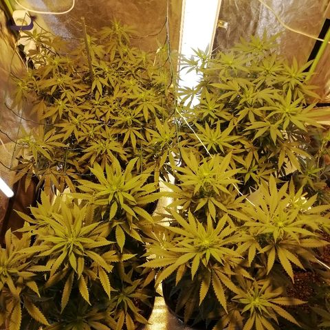 Gorilla#3 growlog photo: Kuvaa 2lta vkolta gg, ja pari kuvaa alaspäin kupruilevista lehdistä mitkä luultavasti johtui fosforivajareista. 