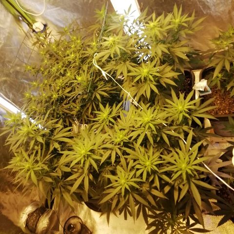 Gorilla#3 growlog timeline photo