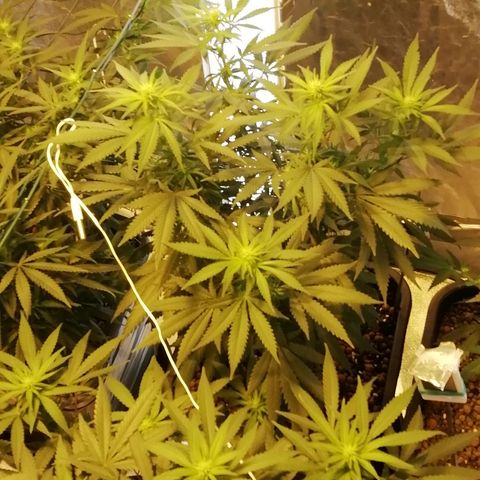 Gorilla#3 growlog timeline photo