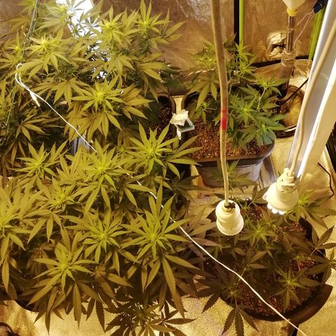 Gorilla#3 growlog timeline photo