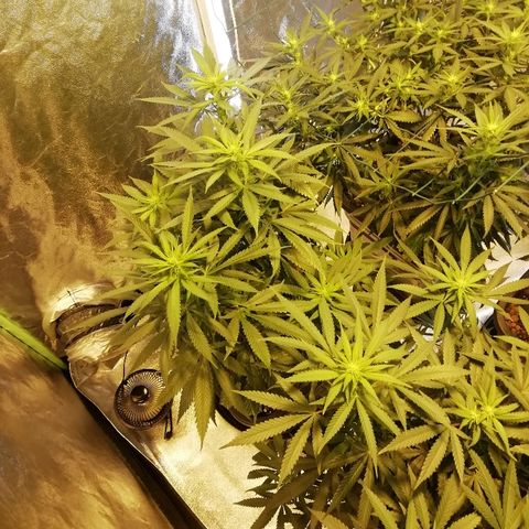 Gorilla#3 growlog timeline photo
