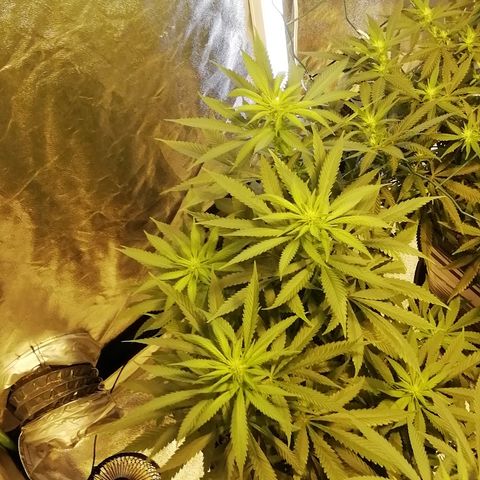 Gorilla#3 growlog timeline photo