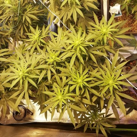 Gorilla#3 growlog timeline photo