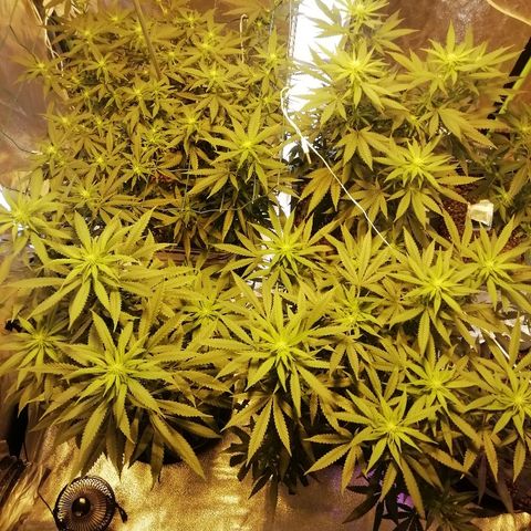 Gorilla#3 growlog photo: Fotoo