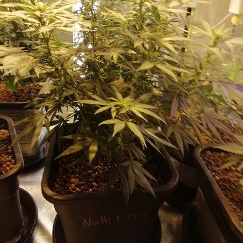 Gorilla#3 growlog photo: Fotoo