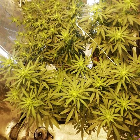 Gorilla#3 growlog photo: Fotoo