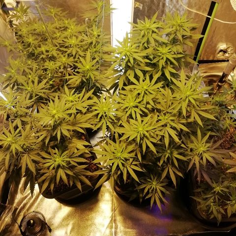 Gorilla#3 growlog photo: Fotoo