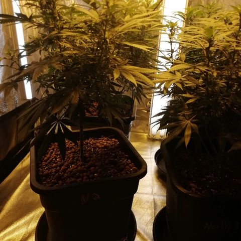 Gorilla#3 growlog photo: Fotoo